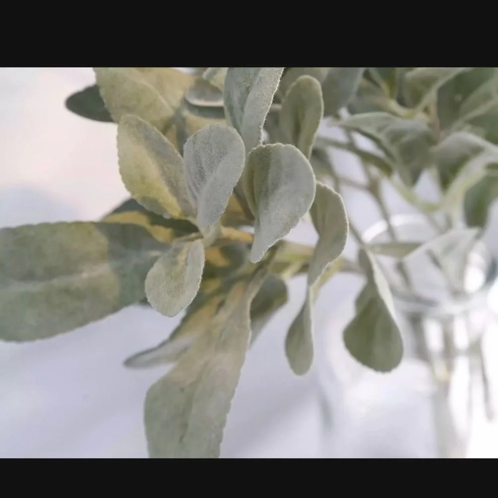 10 Count | Lambs Ear Eucalyptus Artificial Stems Branches